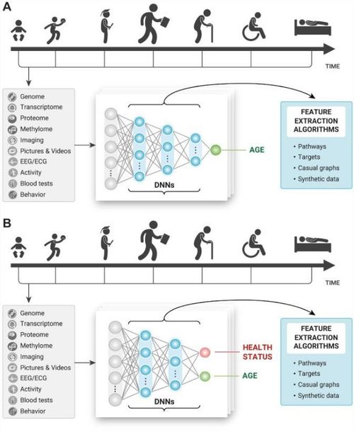 Deep Longevity Inc. 醫療AI公司如何運用衰老時鐘與人工智能平臺重塑壽命預測與健康管理